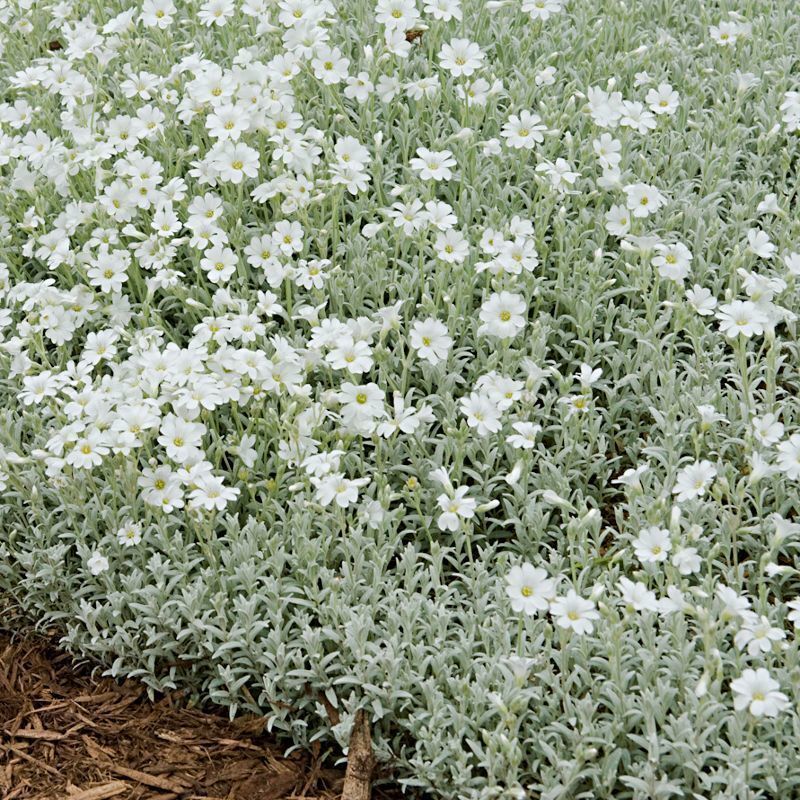 Cerastium tomentosum - Snow-in-Summer