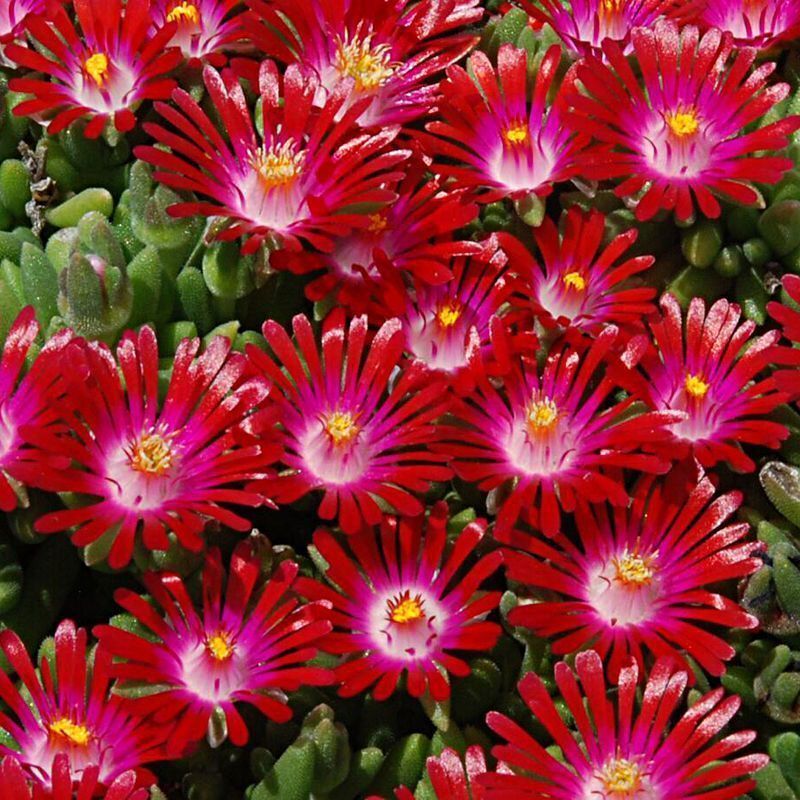 Delospermum HotCakes, Saucy Strawberry