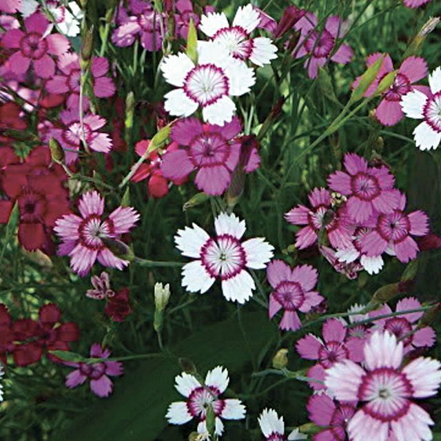 Dianthus deltoides - Maiden Pink