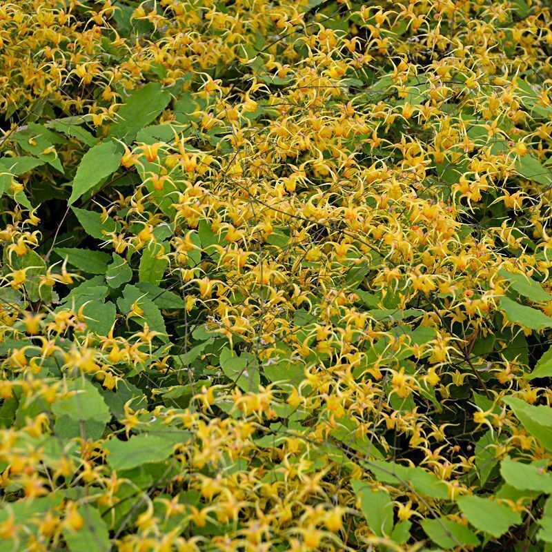 Epimedium - 'Amber Queen'