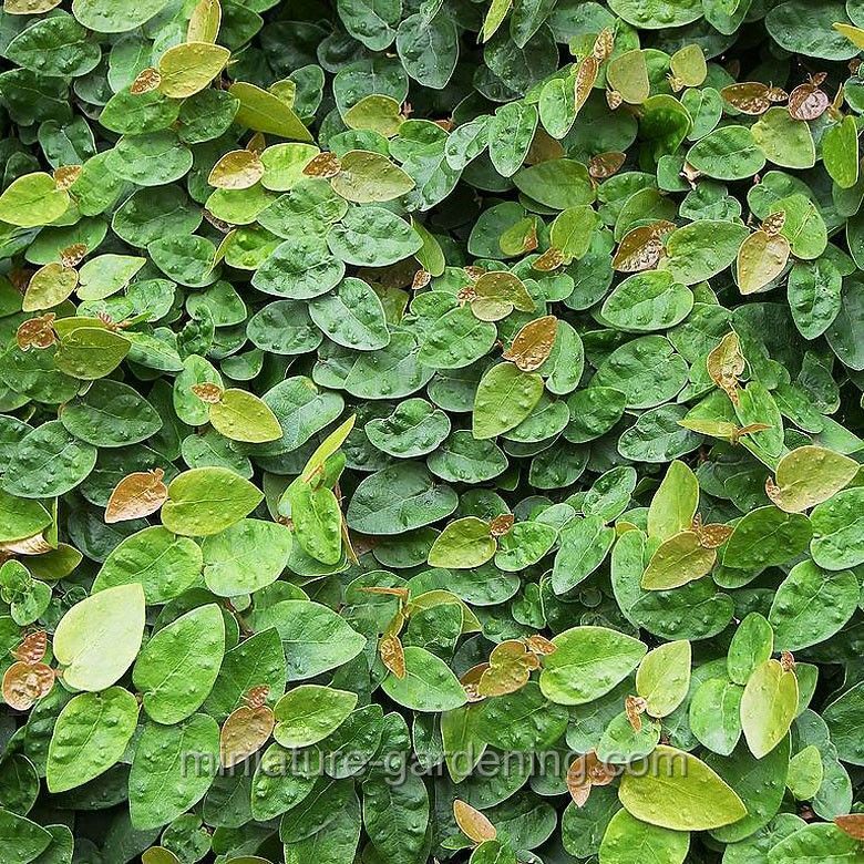 Ficus pumila - Creeping Fig