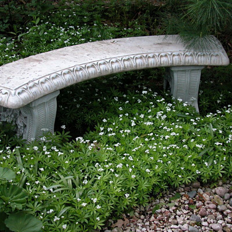 Galium odoratum - Sweet Woodruff