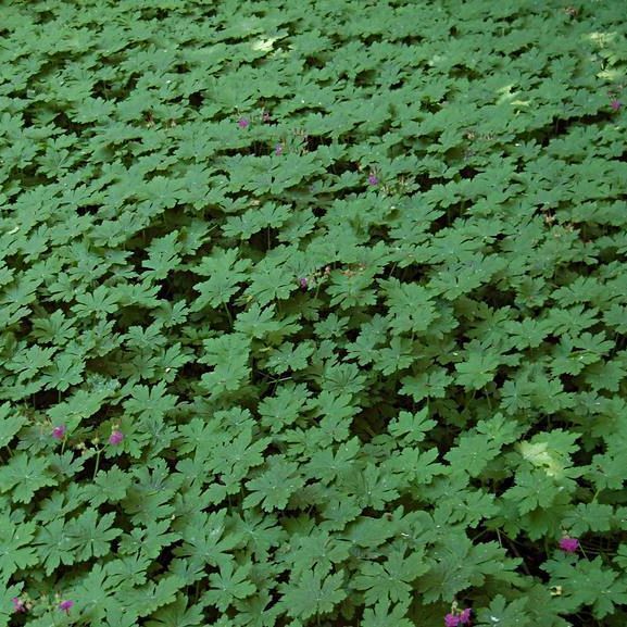Geranium macrorrhizum - Big Root Geranium