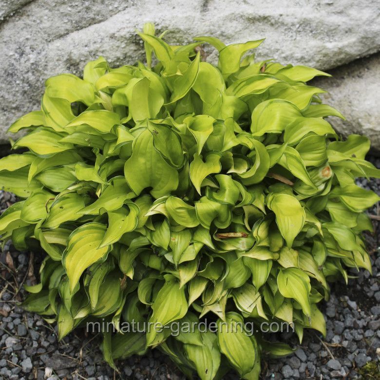 Hosta Cracker Crumbs