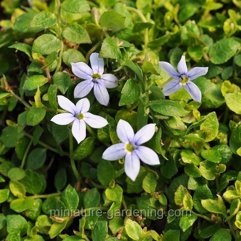 Isotoma fluviatilis - Blue Star Creeper