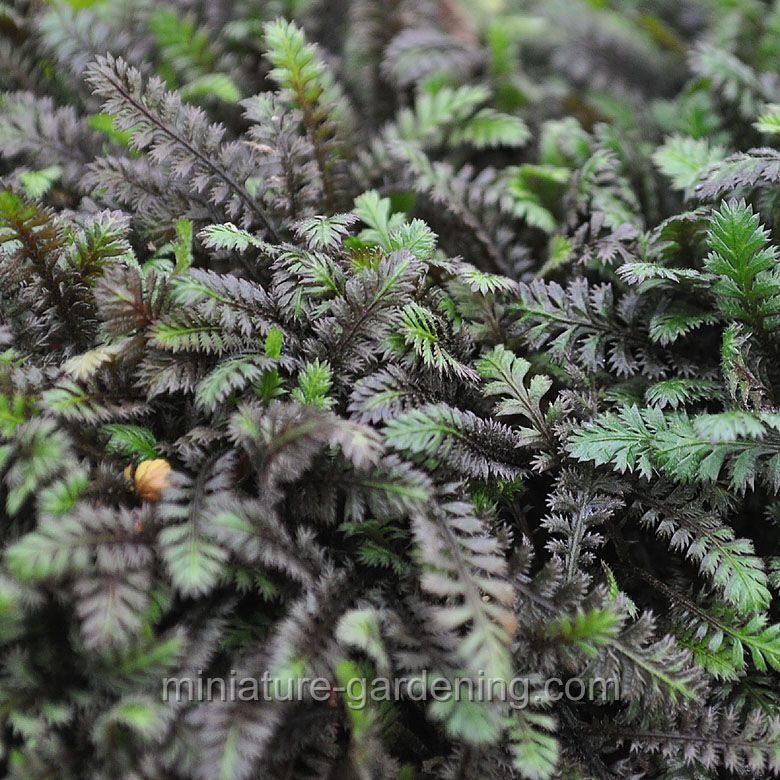Leptinella squalida - Platt's Black Brass Buttons
