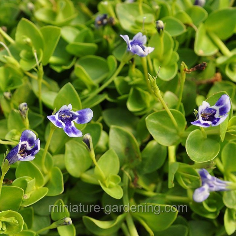 Lindernia grandiflora - Blue Moneywort