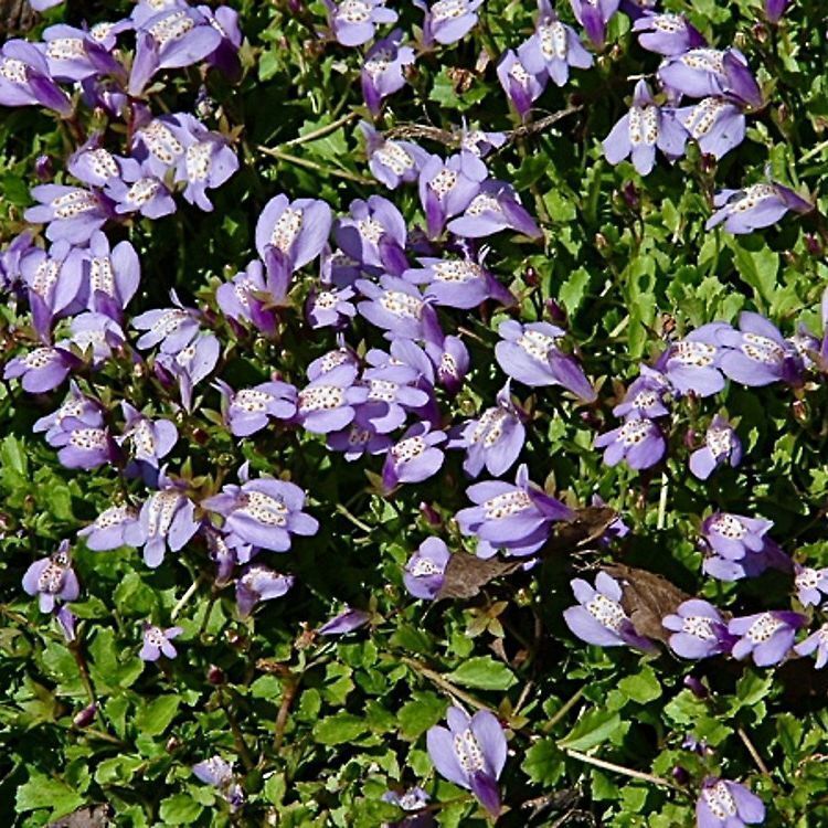 Mazus reptans - Creeping Mazus