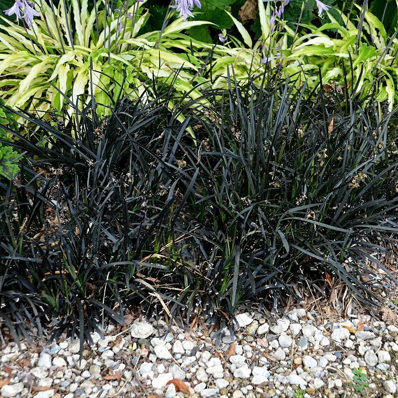 Ophiopogon planiscapus Nigrescens - Black Mondo Grass