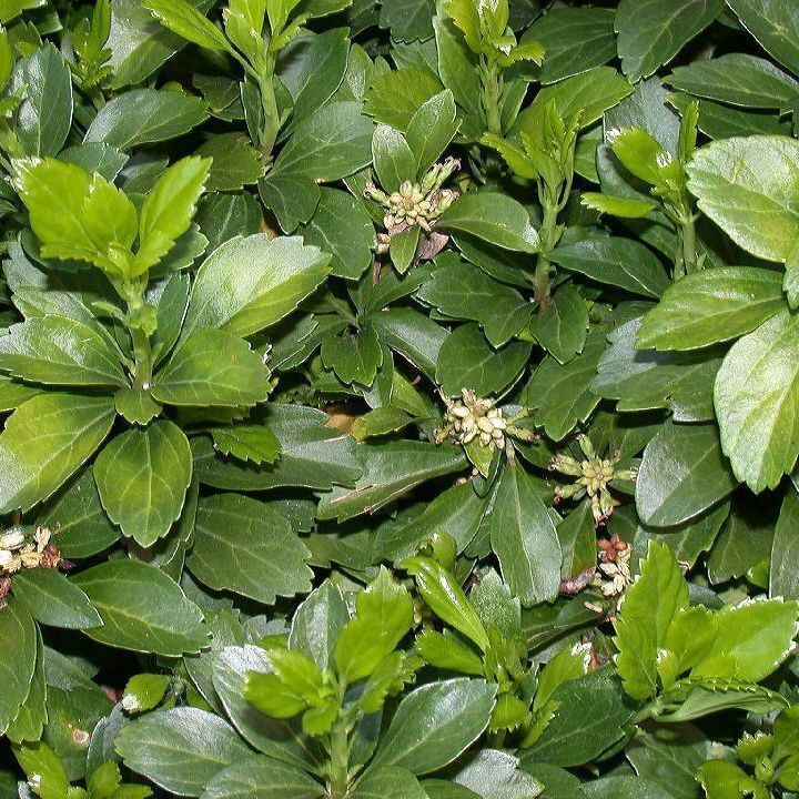 Pachysandra terminalis - Japanese Spurge