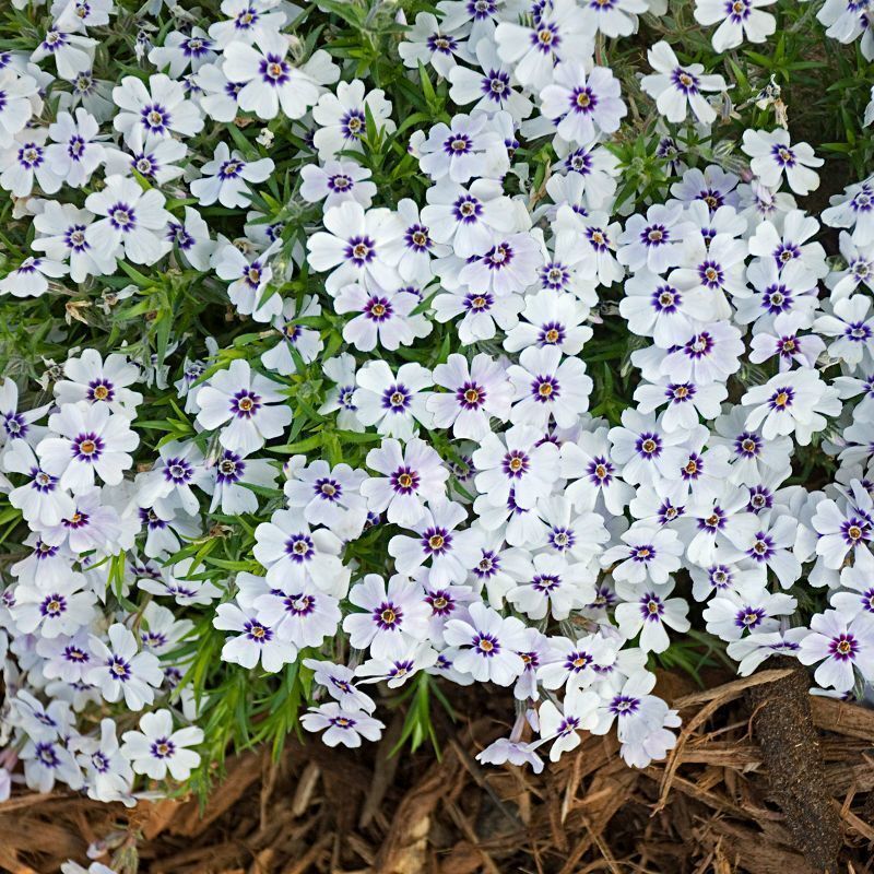 Phlox subulata - 'North Hills'