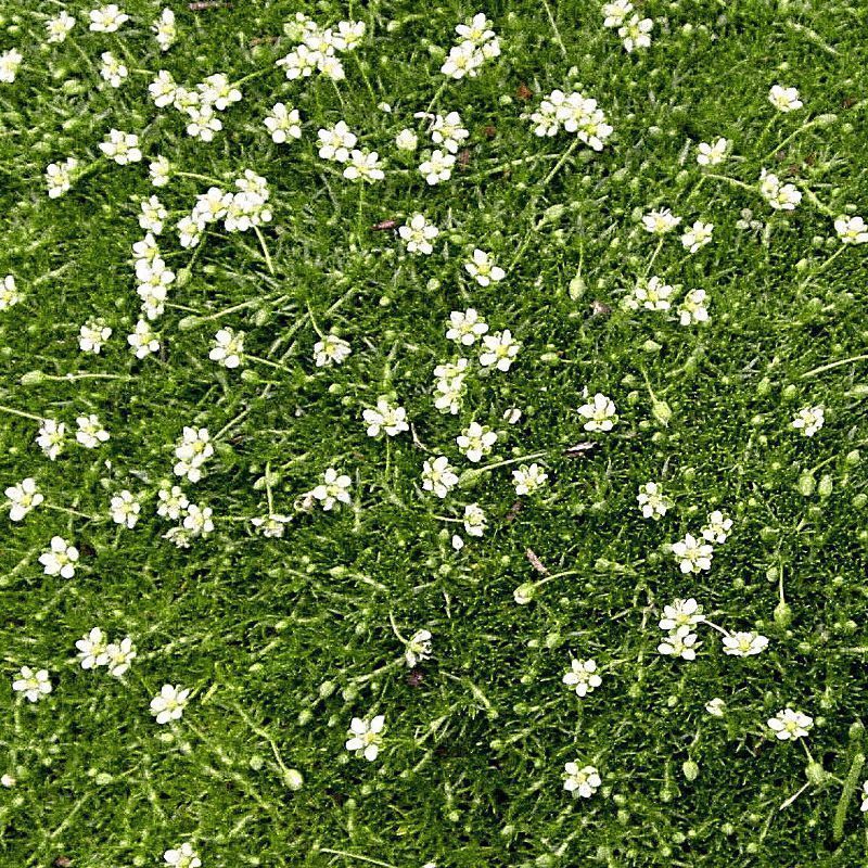 Sagina subulata - Irish or Scotch Moss