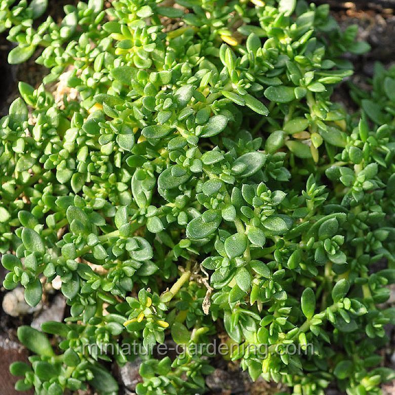 Sedum mentha requienii - Miniature Stonecrop