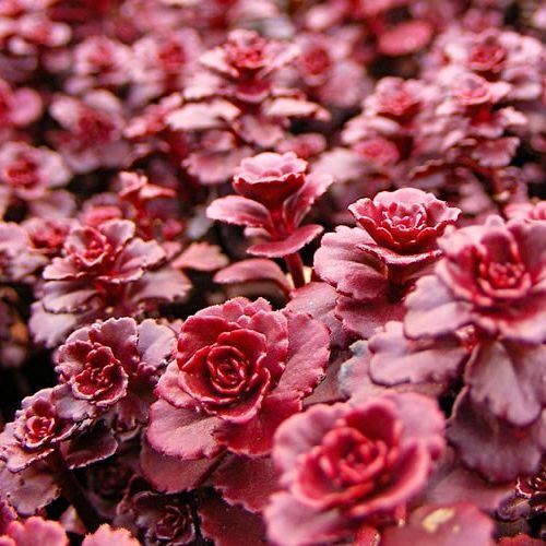 Sedum spurium - Dragon's Blood