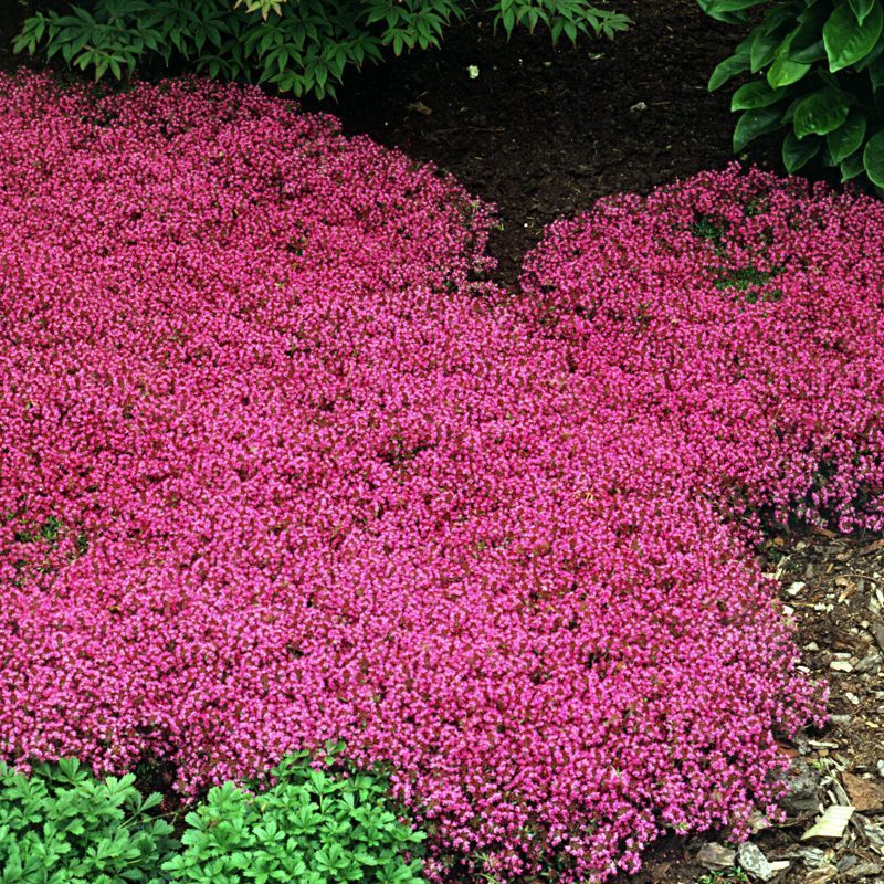 Ground Cover Plants Winter Greenhouse, Pink Flowering Ground Cover Plants