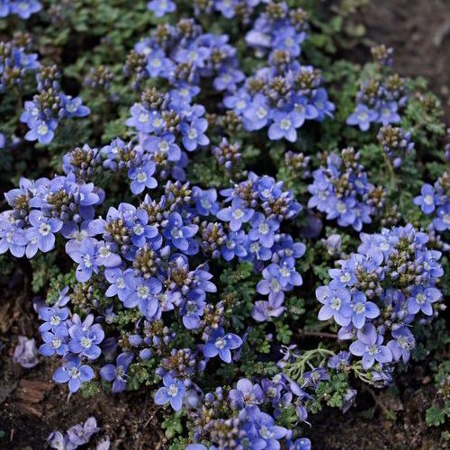 Veronica oltensis - Speedwell