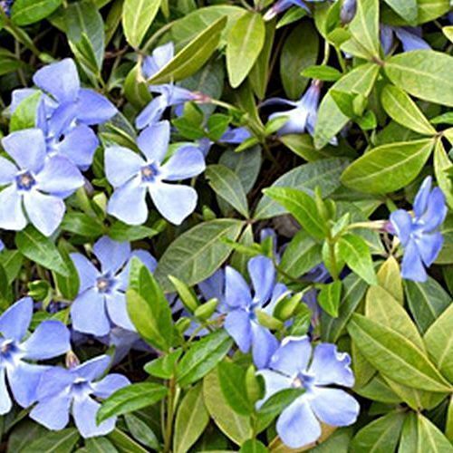 Vinca minor - Periwinkle