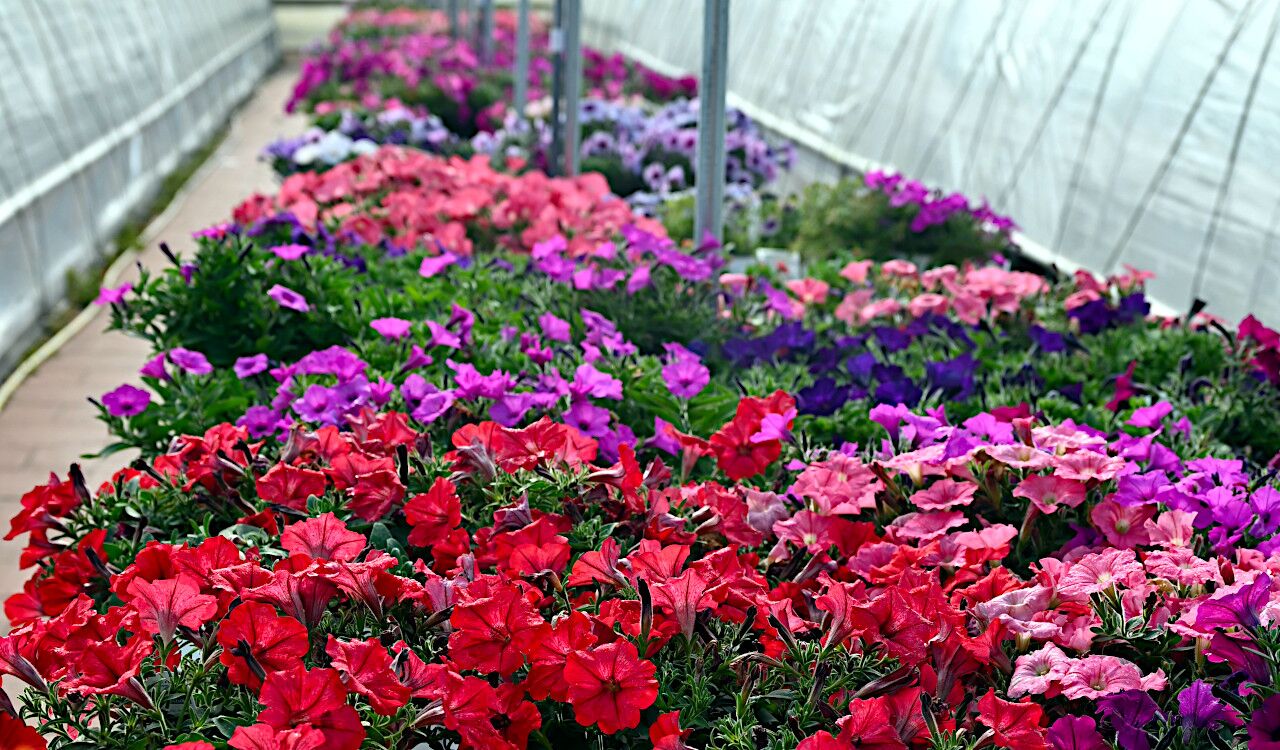 Petunias
