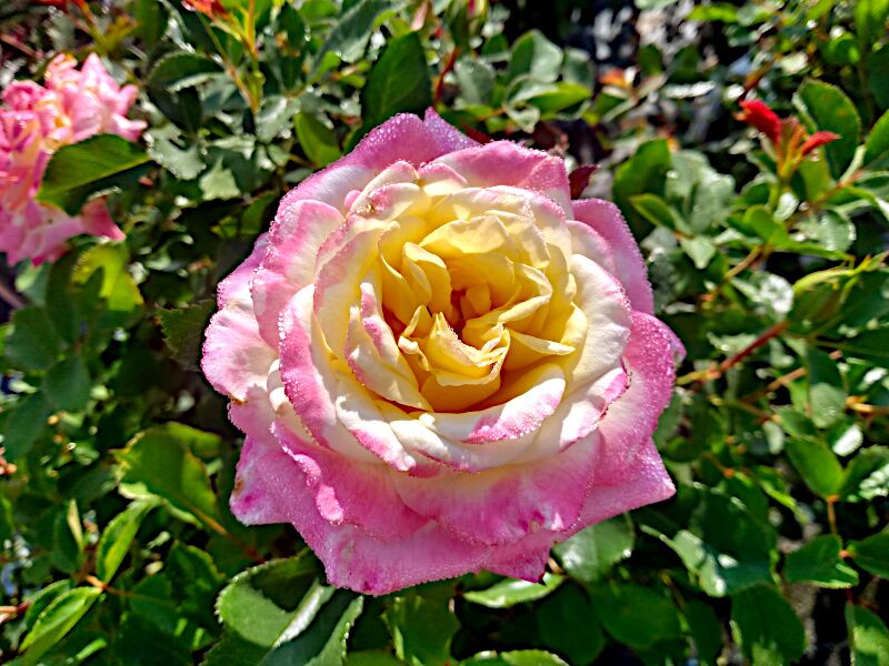Rose