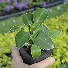 <b>Hosta</b>, Blue Mouse Ears, <b><i>Plantain Lily</i></b>