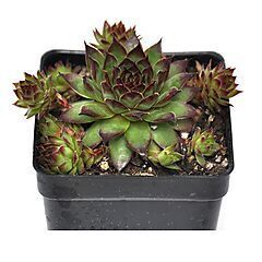 <b>Sempervivum</b>, Montfort, <b><i>Hen and Chicks</i></b>