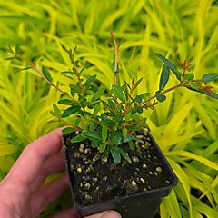 Punica granatum nana, Bush, Dwarf Pomegranate