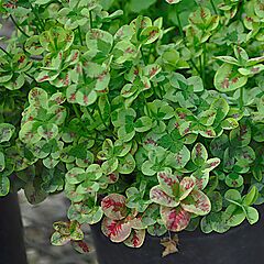 Trifolium Lucky Clover, Red Stripes, Shamrock Clover
