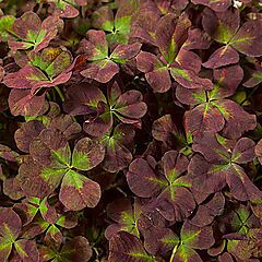 Trifolium Lucky Clover, Coco Mint, Shamrock Clover