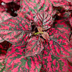 Hypoestes Lotty Dotty, Red, Polka Dot Plant