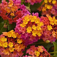 Lantana, Passion Fruit, Lantana