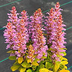 Ajuga, Raspberry Wren, Bugleweed