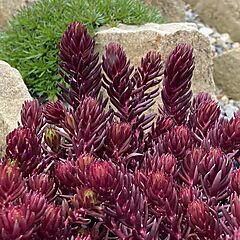 Sedum rupestre, Red Angelina, Reflexed Stonecrop