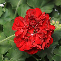Pelargonium, Calliope Medium Dark Red, Geranium Zonal