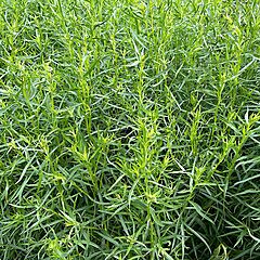 Tarragon, French Tarragon