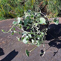 Dicondra argentea, Silver Falls, Silver Nickel Vine