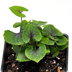 Viola, Heartthrob, Violet