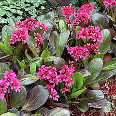 Bergenia, Early Brilliance Magenta, Pigsqueak