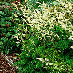 <b>Aruncus aethusifolius</b>, <b><i>Dwarf Korean Goat's Beard</i></b>