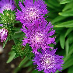 Stokesia laevis, Honeysong Purple, Stokes Aster
