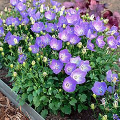 <b>Campanula carpatica</b>, Rapido Blue, <b><i>Carpathian Harebell Bellflower</i></b>
