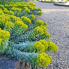 Euphorbia myrsinites, Donkey Tail