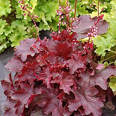 Heuchera, Fire Chief, Coral Bells