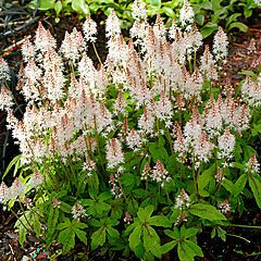 Tiarella Spring Symphony, Foamflower