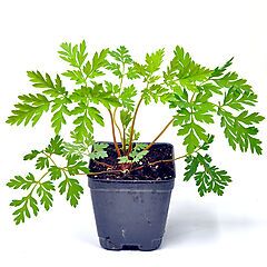 Dicentra eximia, Fringed Bleeding Heart