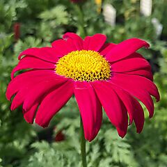 Tanacetum coccineum, Robinson's Red, Painted Daisy