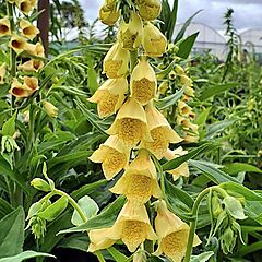 Digitalis grandiflora ambiqua, Yellow Foxglove
