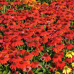 Echinacea Sombrero, Salsa Red, Coneflower