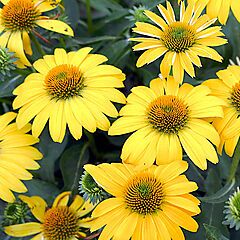 Echinacea Sombrero, Lemon Yellow, Coneflower