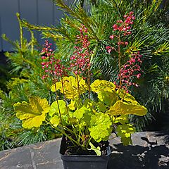 <b>Heuchera</b>, Sweet Tart, <b><i>Coralbells</i></b>