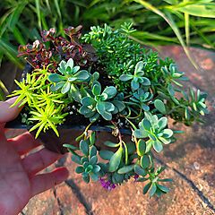 Hardy Sedum Variety Pack, Sedum Angelina, Rosenteppich, Voodoo, Coral Carpet, Stonecrop
